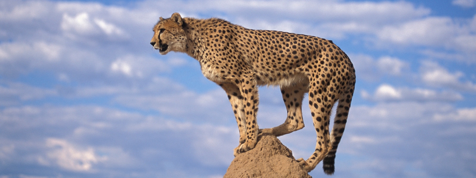 Cheetah_2.jpg