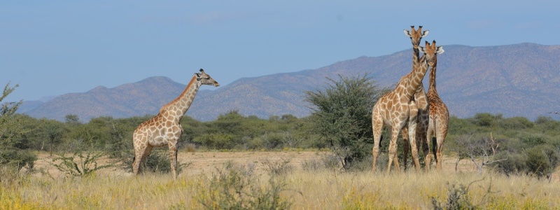 Giraffe_Girafe.jpg