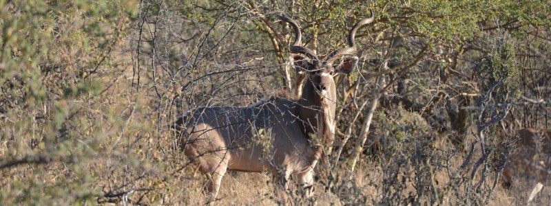 Namibia - Hunting Safaris - Jagdsafari - Kudu